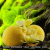 Bombe de bain vanille