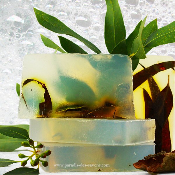 Savon antiseptique eucalyptus