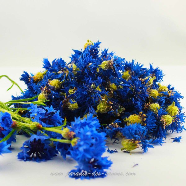 Bleuet