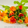 Calendula officinalis – Fleurs de souci séchées