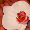 Savon orchidée fantaisie